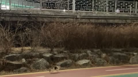 Cat in the park, Seoul