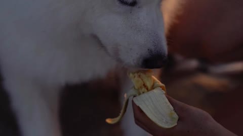 cute dog eating banana!! 🐶🍌.