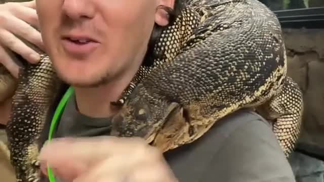 Big Camodo dragon in zoo