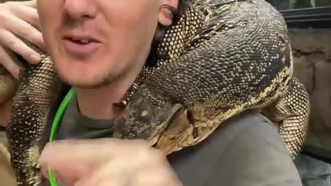 Big Camodo dragon in zoo