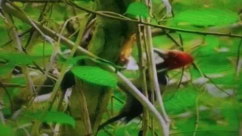 The bird Lesser Goldenbacked Woodpecker