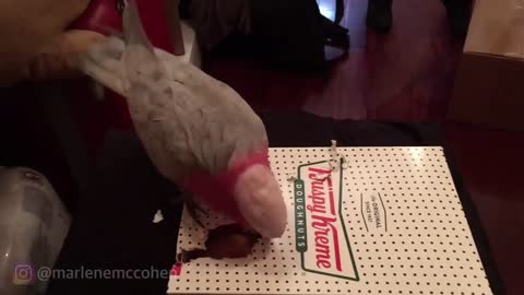 Ticked Off Cockatoo Holds Owners Donuts Hostage