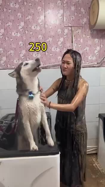 So you wanted a husky for a pet 😂😂😂