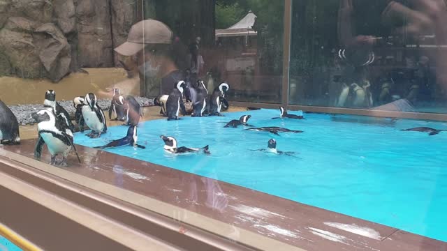 Cute Go Penguin
