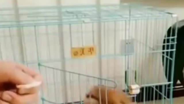 Funny Dog Reaction to Food 2022 Video Clips #shorts