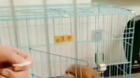 Funny Dog Reaction to Food 2022 Video Clips #shorts