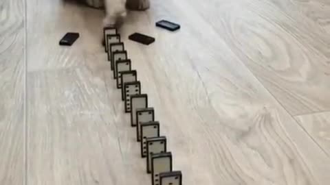 Funny cat playing domino!!!!!