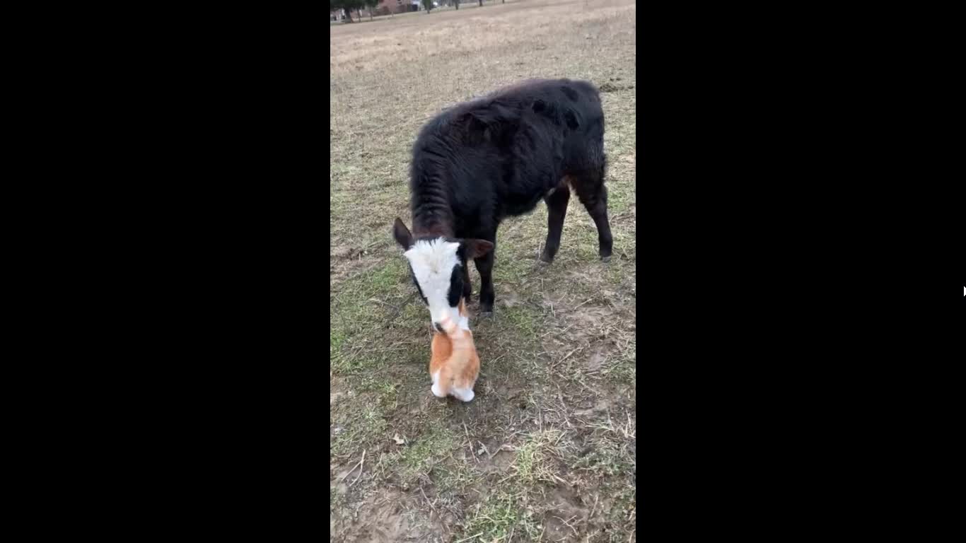 Cow and Cat is GF and BF
