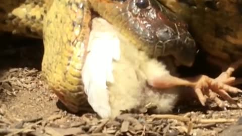 Karma-bird VS Snake