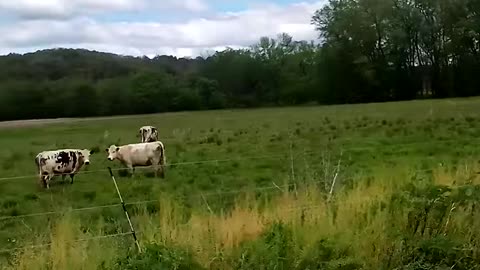 My neighbors across the street are cows | The Rural Outdoors