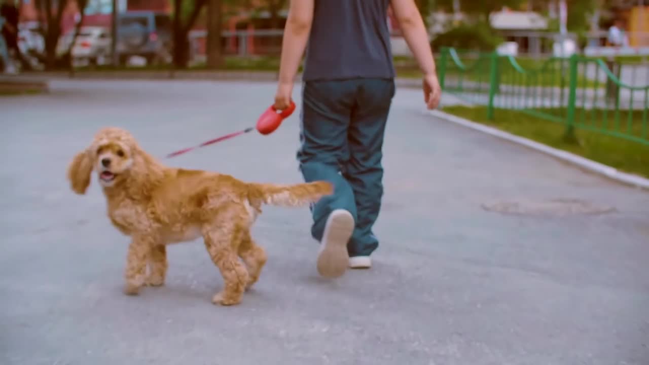 Dog Playing Animal Pet Running Cute Grass Green