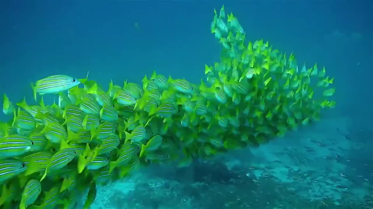 Stingrays in perfect formation drift past thrilled scuba diver in the Galapagos