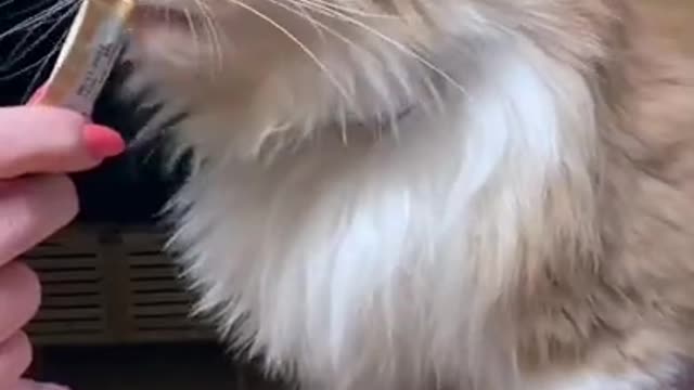 Best Funny Cat Videos 😹 Cute Cats Moments