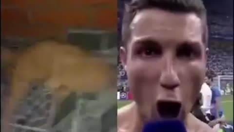 When Cristiano Ronaldo scared a cat😂😂