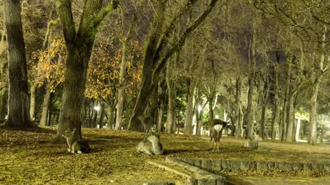 Nara night view 2020