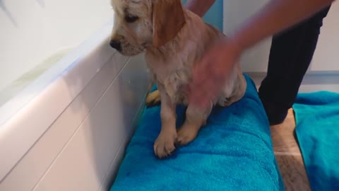 cute labrador bathing