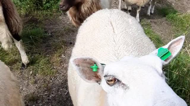 Funny Goats Screaming like Humans