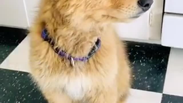 Puppy