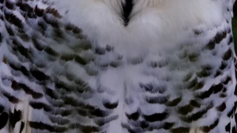SNOWY OWL