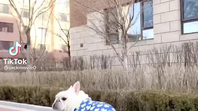 Great Dog on Skateboard 😎