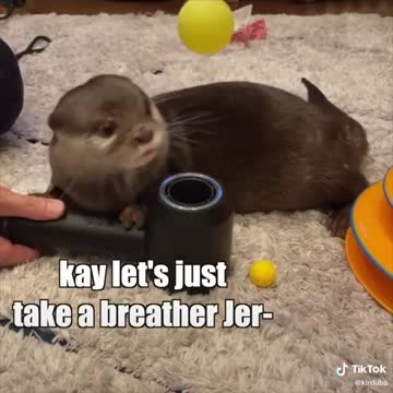 Otter Play Time
