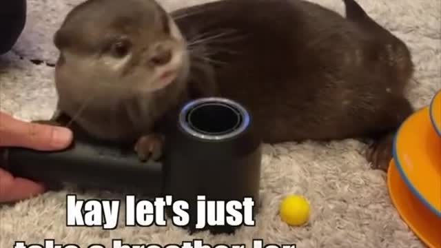 Otter Play Time