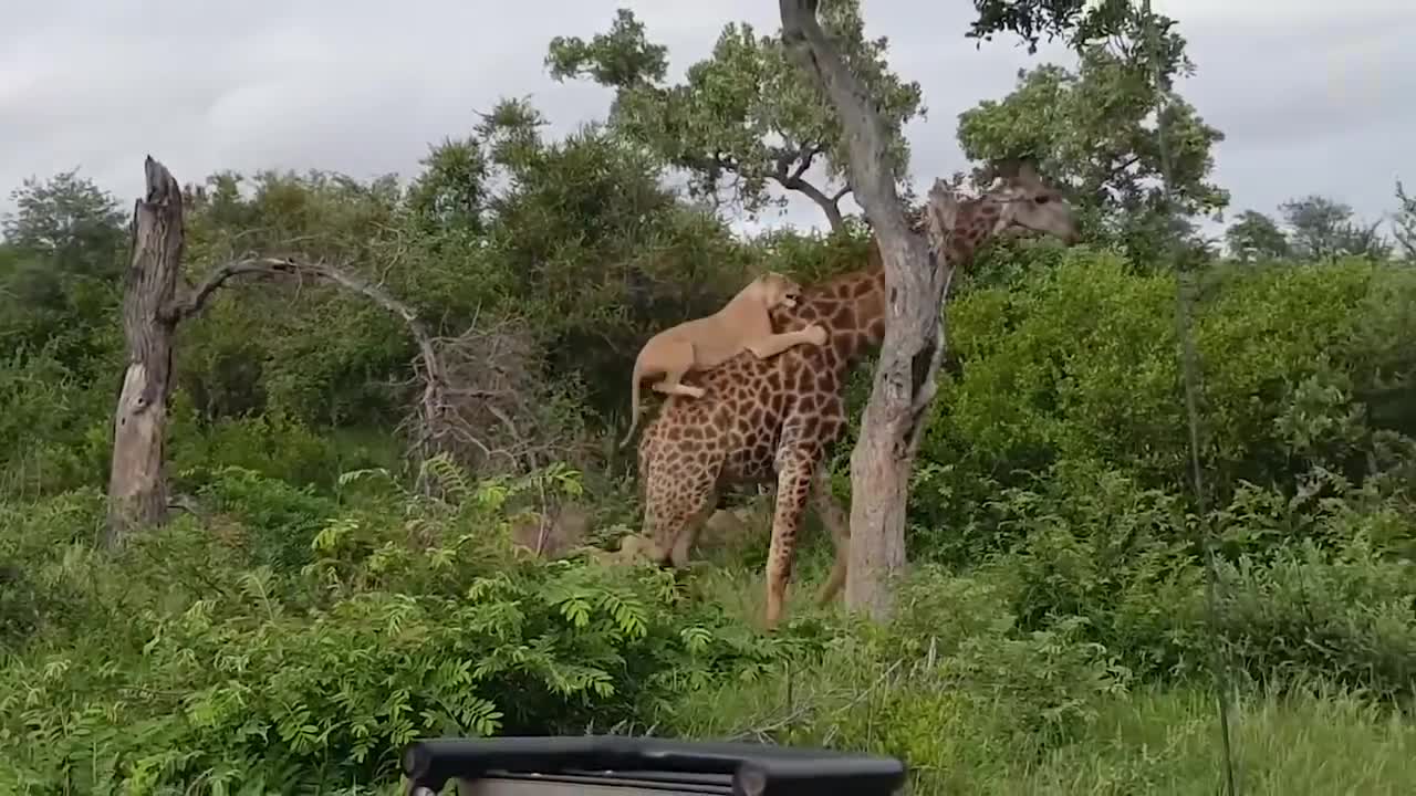 Brave Giraffe Kick Five Lion To Save Baby