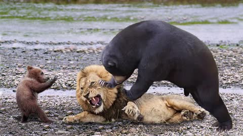 Mother Bear Save Her Baby From Puma Hunting, Giraffe vs Lions