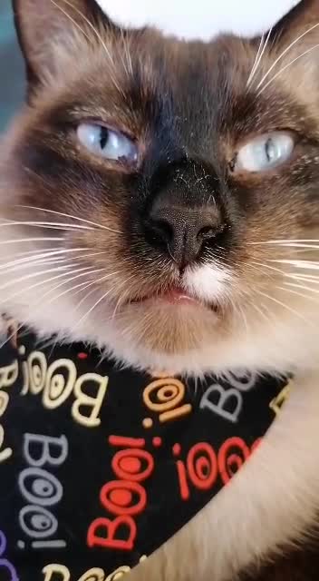 My cat tried to give me his best pose