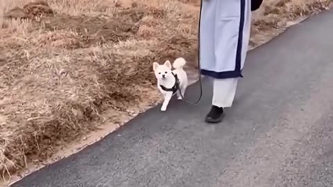 He Never Expected His Old Pet Dog To Do This! ❤️