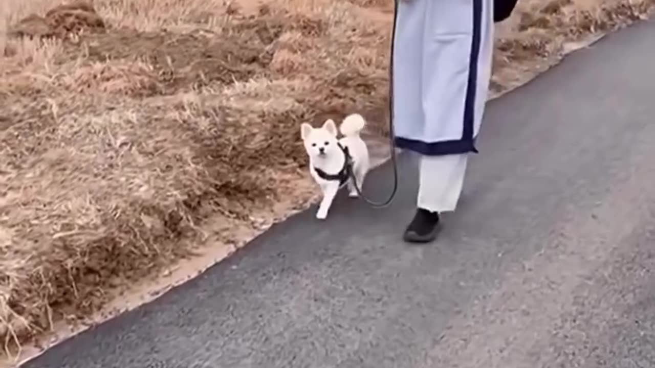 He Never Expected His Old Pet Dog To Do This! ❤️