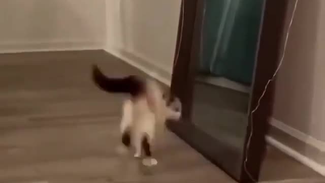 Mirror funny cat video 🐈😺😺🐈🐈