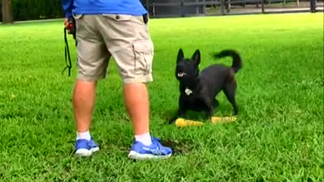 Teaching Dogs to Protect Objects and People