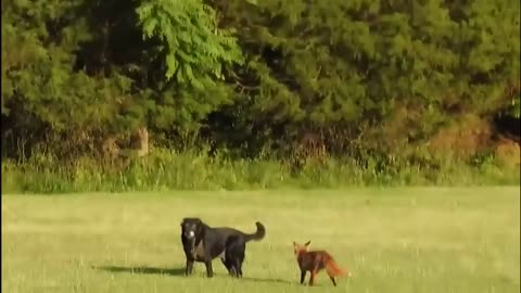 FOX VS PUPPY