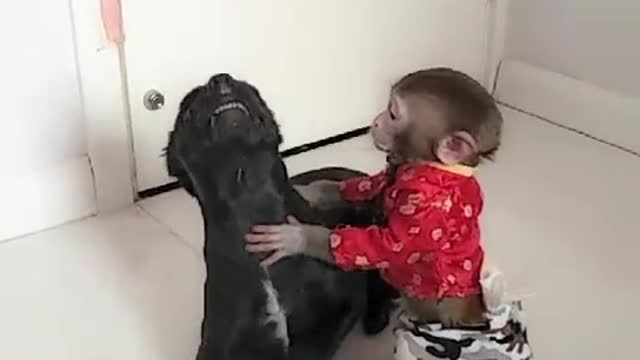 Monkeys and dogs play at home.