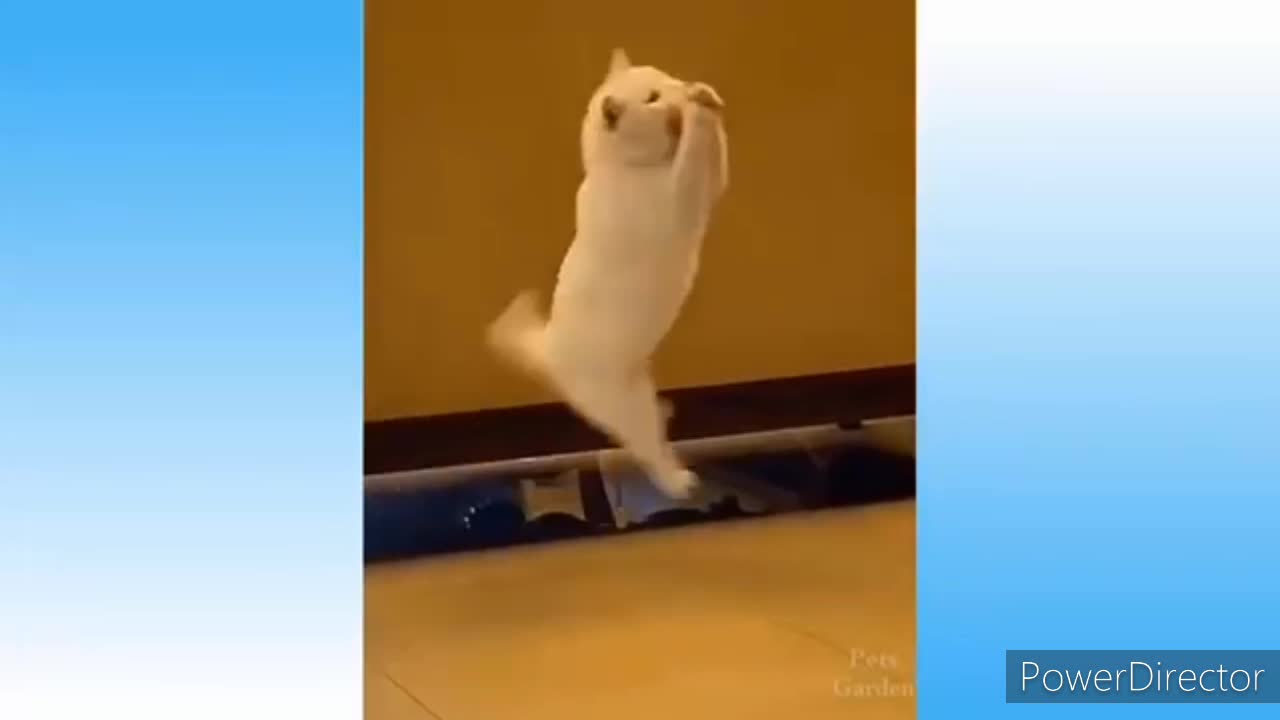 Cute cate catch the ball 🐈, try to not laugh 😂