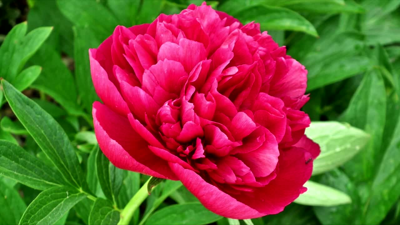 Peony Flowers Pictures Compilation Royalty