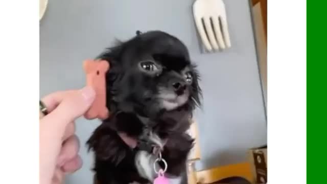 My dog compared to regular sized things 😂😂 #funny Videos