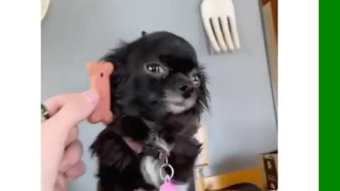 My dog compared to regular sized things 😂😂 #funny Videos