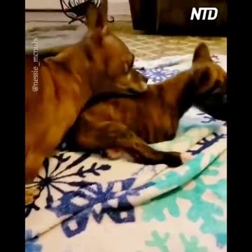 A Younger Dog Learns to Walk with the Help of an Older Friend
