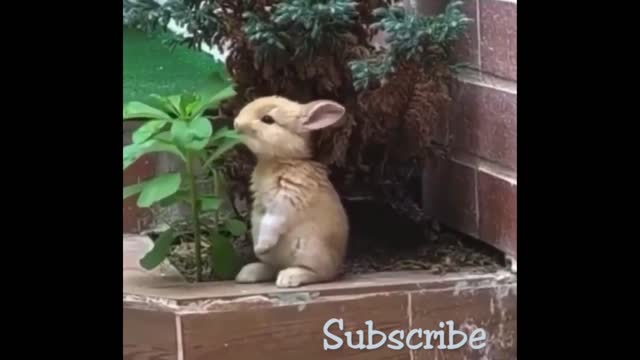 Funny Cute Animals!!!...