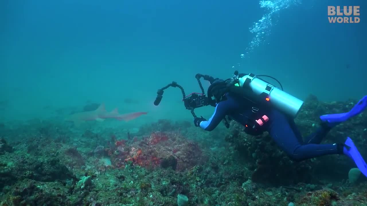 Exploring Three Shipwrecks in one dive off Riviera Beach Florida!