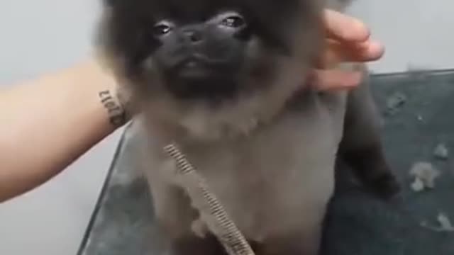 Dog Dancing While Getting A Haircut | Funny & Cute