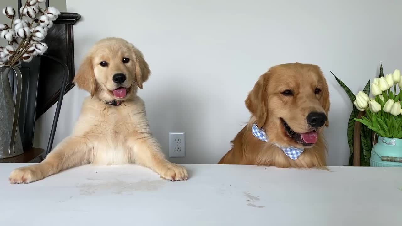 Food review of Dogs