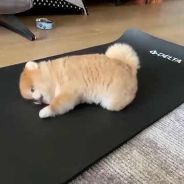 💗💗💗 Cute puppy starts the day by stretching his body 💗💗💗
