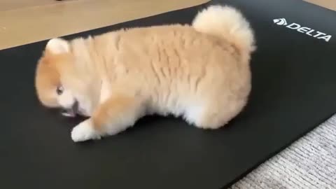 💗💗💗 Cute puppy starts the day by stretching his body 💗💗💗