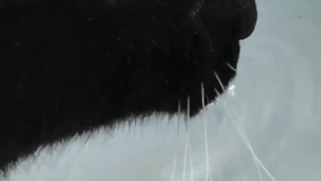 Sped up video of black cat drinking water