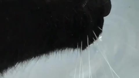 Sped up video of black cat drinking water