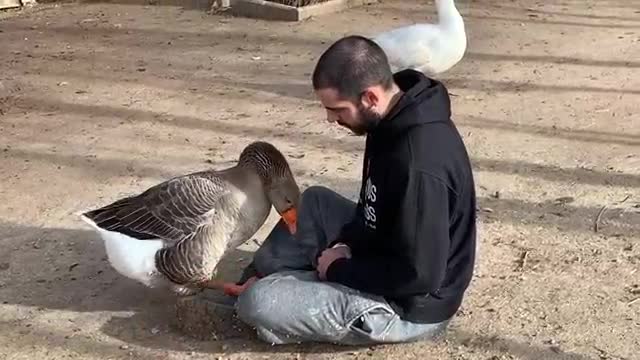 Cute animals: Very affectionate goose