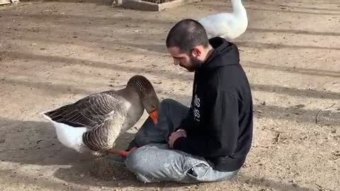 Cute animals: Very affectionate goose